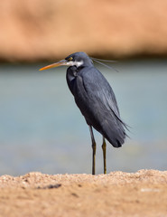Reef Heron