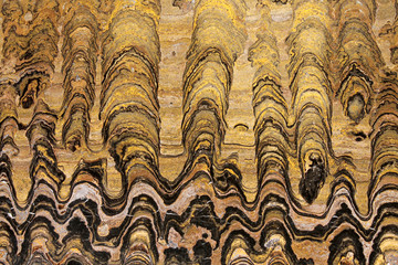 Stromatolites are among Earth's oldest life. This Greysonia sp. fossil dates to 650 million years...