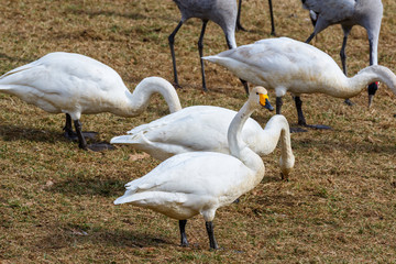 Whooper swans in spring