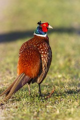 Colorful pheasant bird on a meadow