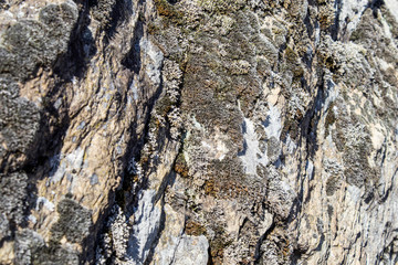Rock full of lichen in a background composition