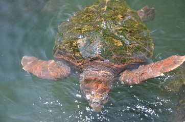 ウミガメ　浦島太郎