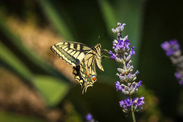 Old World swallowtail butterfly sitting on a lavender flower