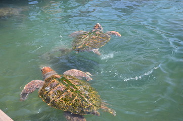 ウミガメ　浦島太郎