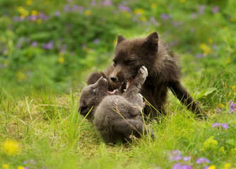 Arctic fox mother playing with a cub in summer