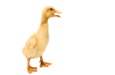 small geese isolated