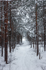 Landscape of a snow-covered winter forest. Snow-covered branches of spruce and birch, snow trails, winter nature. The forest sleeps under a white blanket of white snow.