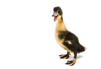 small geese isolated © ksena32