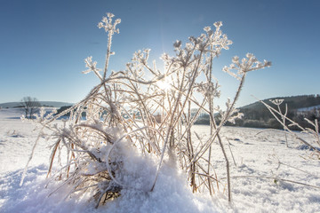 schneeblumen