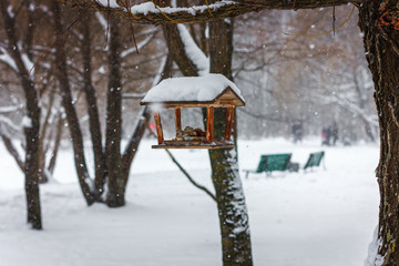 On a cold winter day, we take care of nature. Bird feeders for forest and park birds