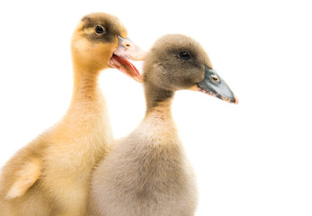 Obraz premium small geese isolated