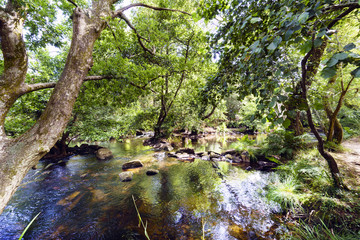 Obraz na płótnie Canvas View of a mountain river called Anllons with the riverbed full of pines and with a strong current and shores covered with vegetation, in Galicia, Spain