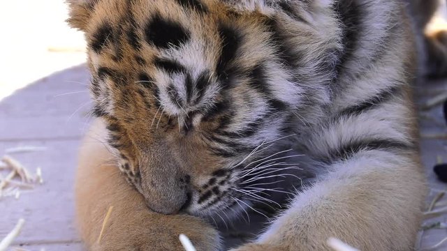 baby tiger cub trying to sleep