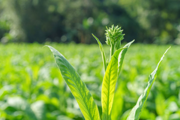 Plantation of tobacco in the north thailand.