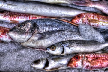 Crude fish of the different size