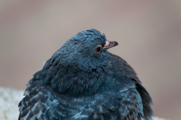 A portrait of a blue and grey pigeion with messy feathers. View from behind
