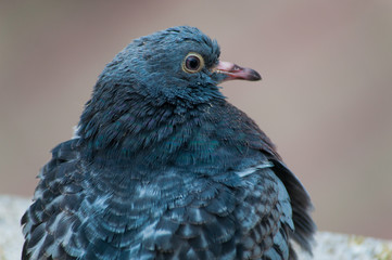A portrait of a blue and grey pigeion with messy feathers