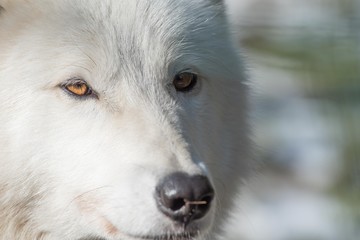 Obraz premium Loup blanc série 3/5