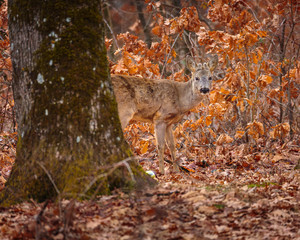 Roebuck camouflaged in the forest
