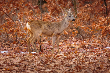Roebuck camouflaged in the forest