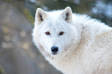 Loup blanc série 1/5