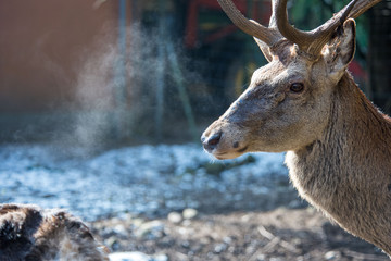 Cerf 1/2