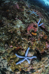 Blue Sea Stars in Clear Waters of Philippines