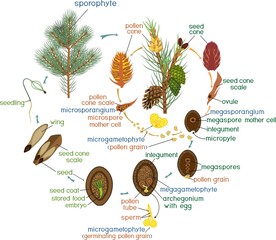 Life Cycle of Pine Tree: reproduction of gymnosperms with titles