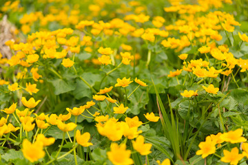 Obraz premium yellow spring flowers growing