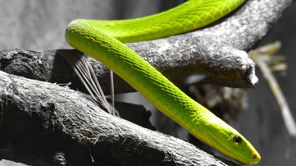Grüne Mamba