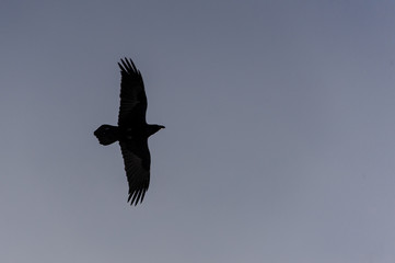 Black eagle flying alone in the sky