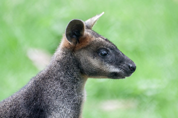 Cure Joey in Grassfield