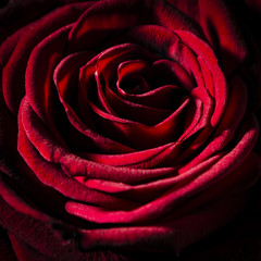 Rose in rot