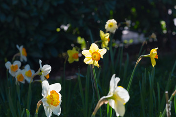 White yellow Narcissus field close up, spring season blooming.