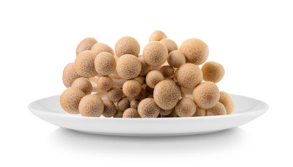 brown beech mushroom in plate isolated on white background