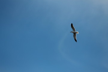 Mouette