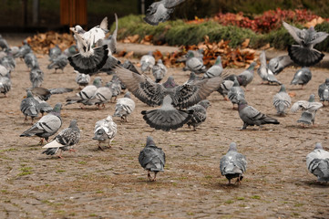 Fototapeta premium Autumn street full of many grey pigeons
