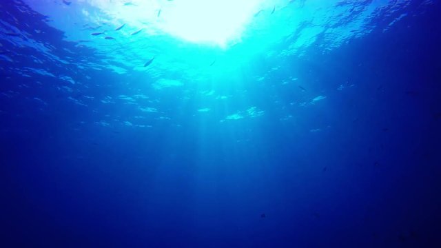 Underwater video clip of ocean surface, sunlight and fish