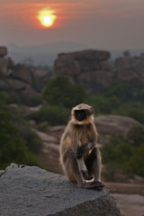 Monkey sitting on a rock against the background of sunset