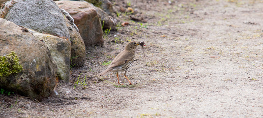 Vogel mit Beute auf Sandweg