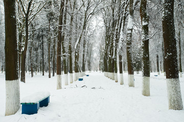 White Snowy Landscape In Winter Park. Park After Heavy Snowfall.