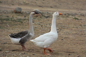 Geese