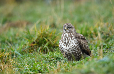 Mäusebussard wartet im Gras auf Beute- buteo buteo