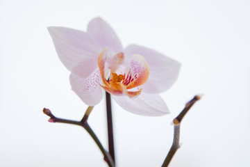 Beautiful orchid flowers. Orchid - an ancient family that appeared in the Late Cretaceous era