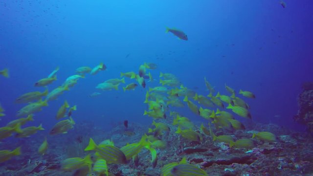 School of Snappers fish on coral reef
