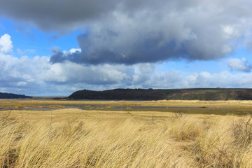 Wetland Marsh on a Sunny Winter's Day