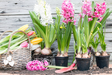 Hyazinthen und Osterglocken pflanzen für den Frühling