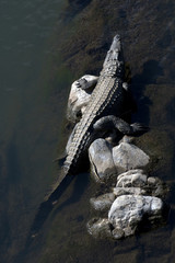 nile crocodile,crocodylus niloticus,river;scaly;south africa