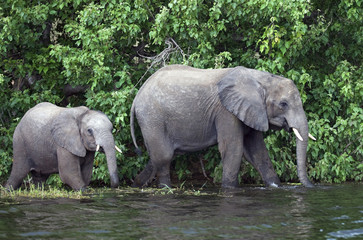 african elephant,loxodonta africana,mother;calf;chobe river,botswana