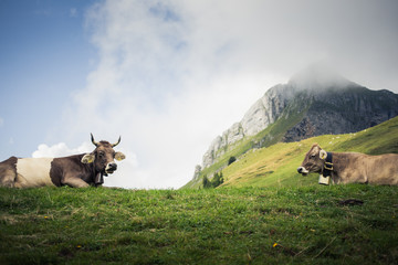 Cows grazing on an alpine pasture in high mountains, ringing with their bells